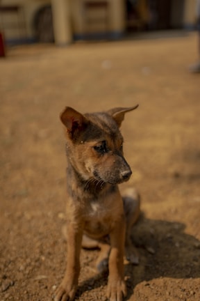A small, brown puppy sits attentively on a dirt ground, its ears perked up and eyes looking to the side. The background is a slightly blurred outdoor setting, suggesting an environment like a yard or open space.