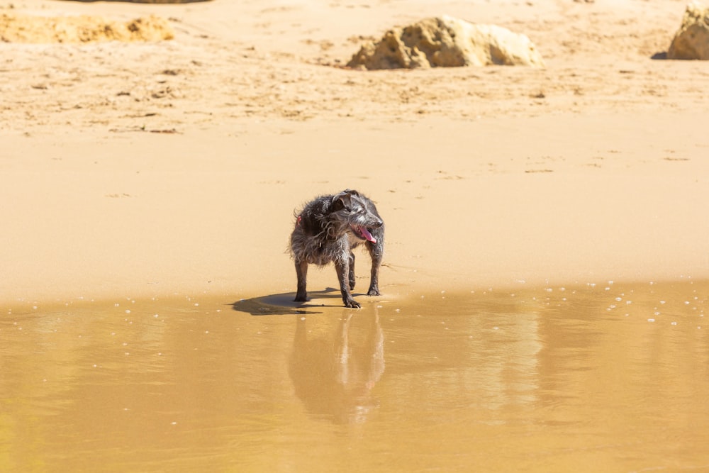 Un perro parado en una playa junto a un cuerpo de agua