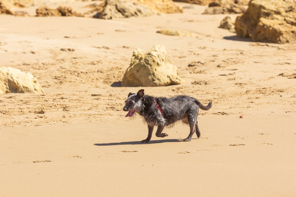 a dog running across a sandy beach with rocks in the background