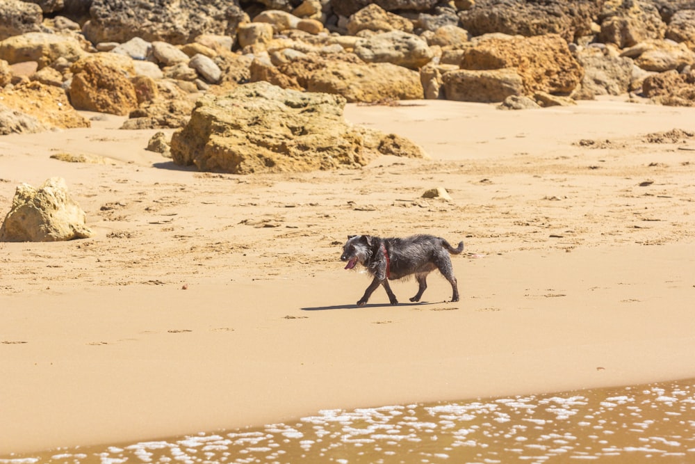 a dog walking on a beach next to a body of water