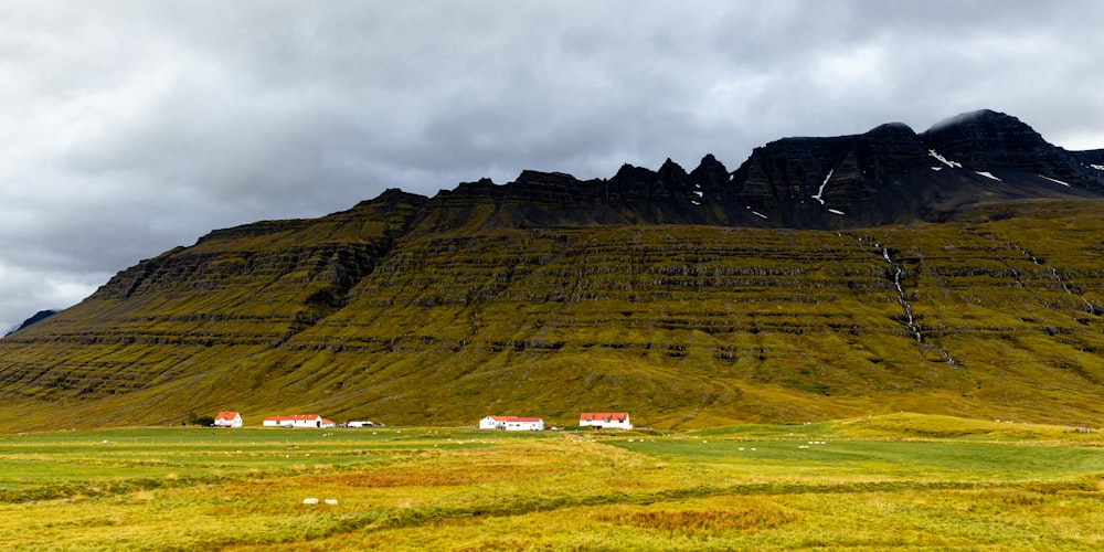 a grassy field with a mountain in the background