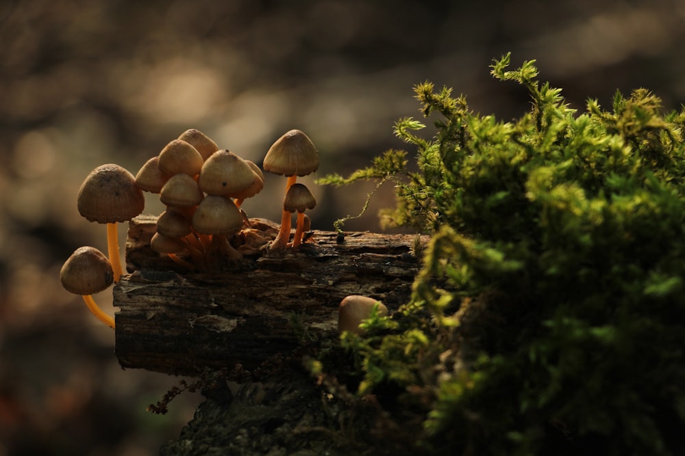 um grupo de cogumelos sentados em cima de um galho de árvore