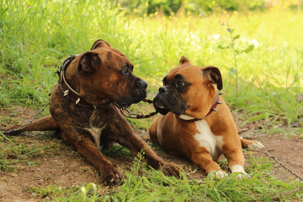 a couple of dogs laying on top of a grass covered field