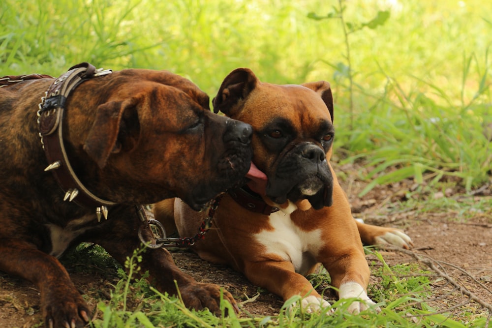 a couple of dogs laying on top of a grass covered field