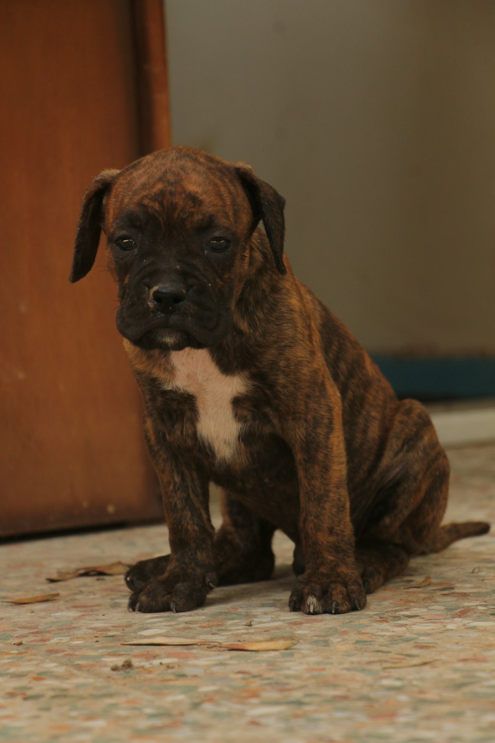 a brown and white puppy sitting on the ground