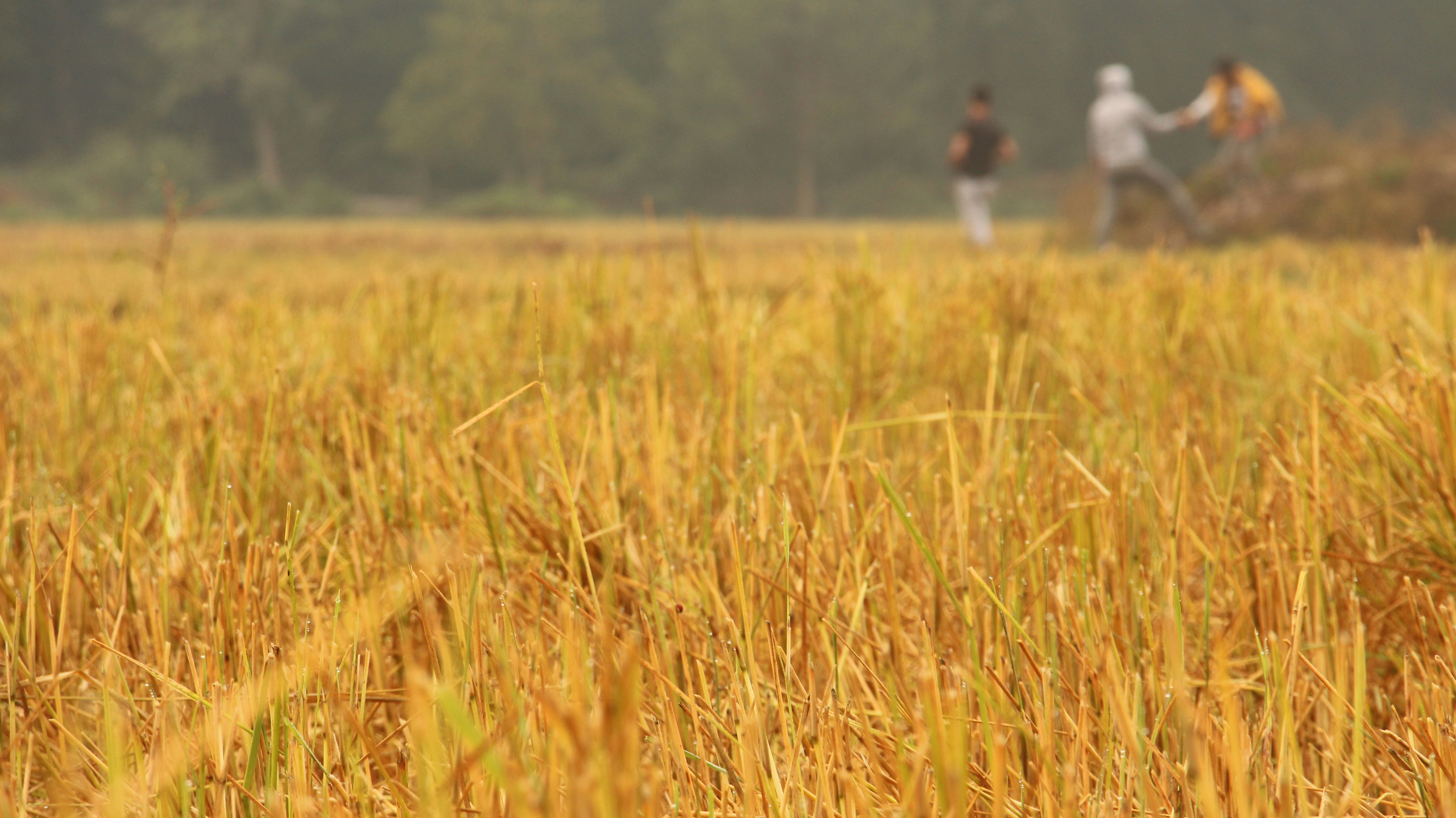 PMFBY Wishes: Crop Insurance Hope - We Stand With Farmers