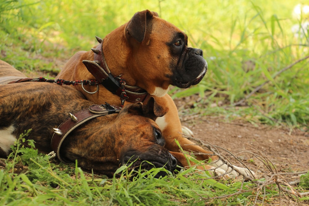 two dogs laying on the ground in the grass