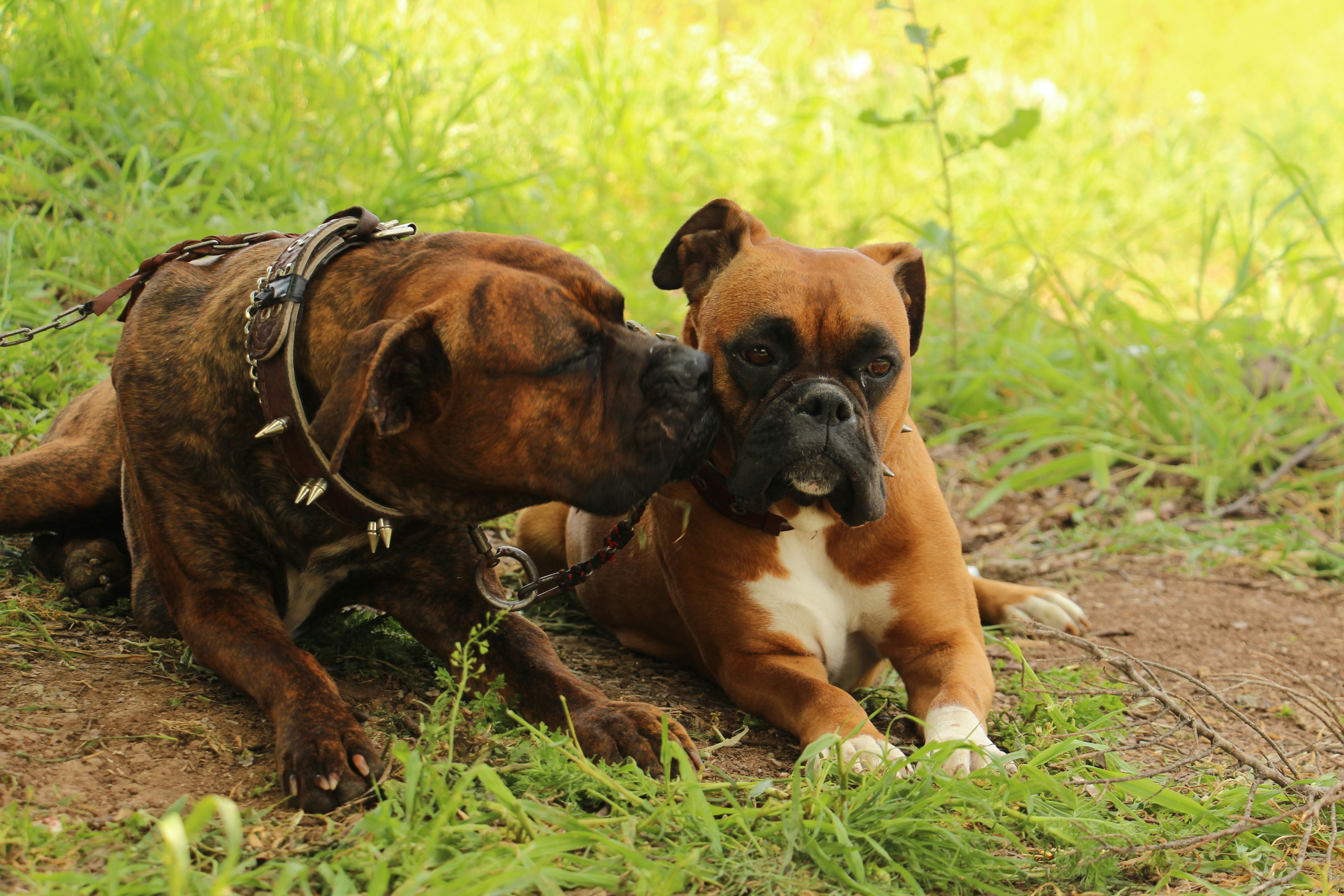 a couple of dogs laying on top of a grass covered field