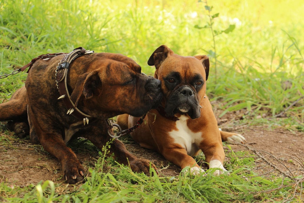 a couple of dogs laying on top of a grass covered field