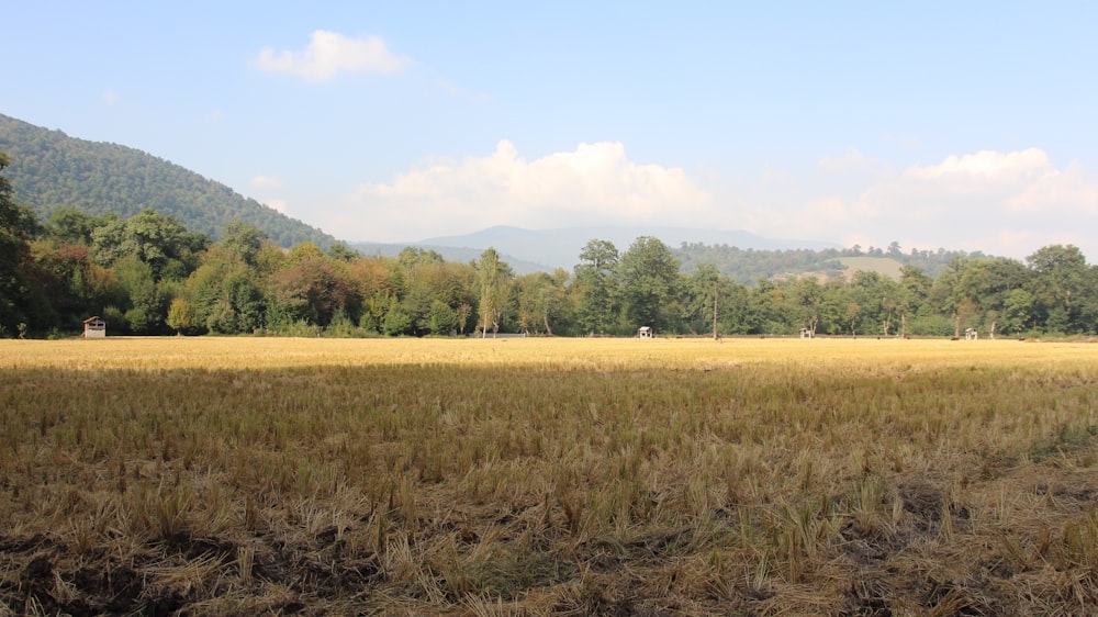 a grassy field with trees in the background