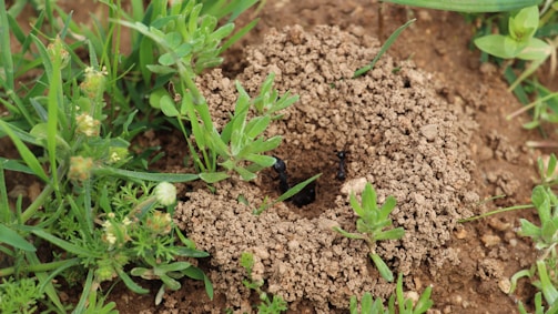 A before-and-after shot showing a garden free from ants after treatment.