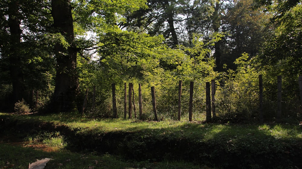 a forest with lots of trees and grass