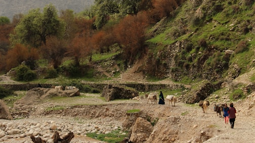 A group of people walking along a rocky path in a lush, green valley with trees. Donkeys loaded with goods accompany them, hinting at rural life or travel through a scenic landscape.