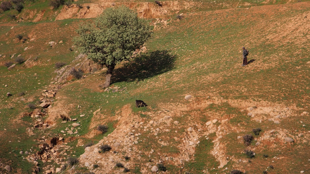 a man standing on top of a lush green hillside