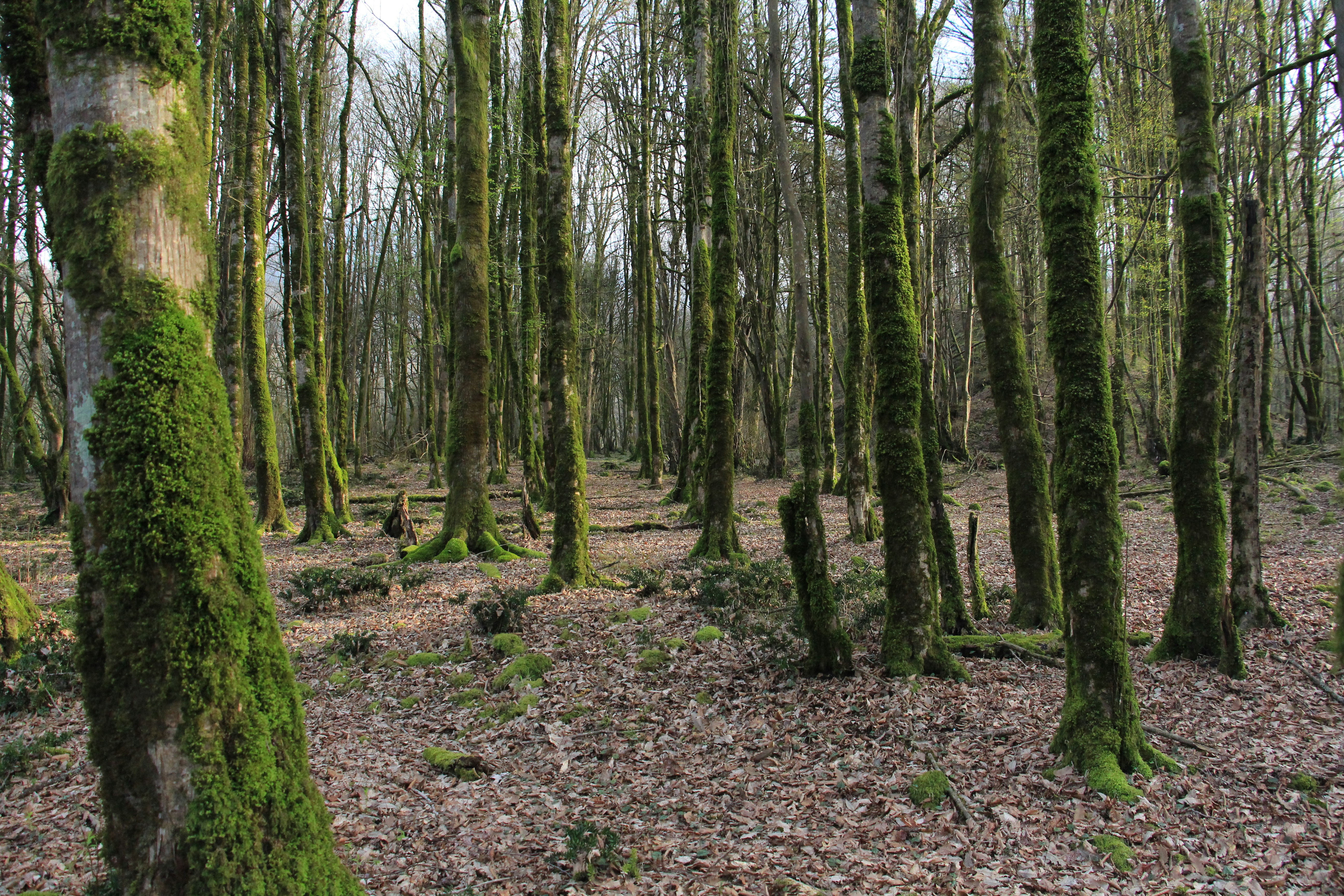 a forest filled with lots of green moss covered trees