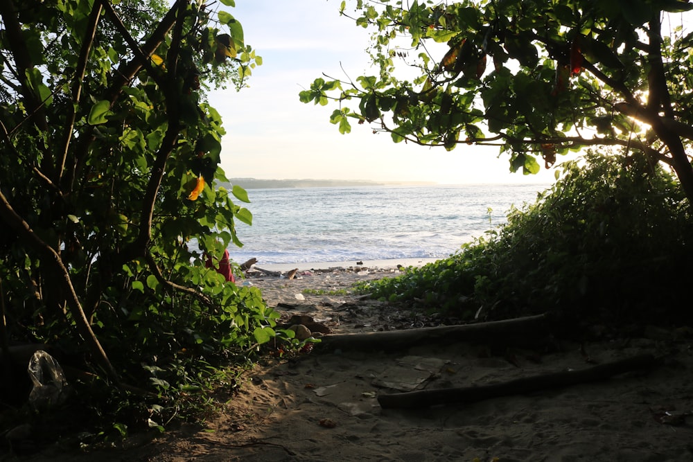 a view of a beach through some trees