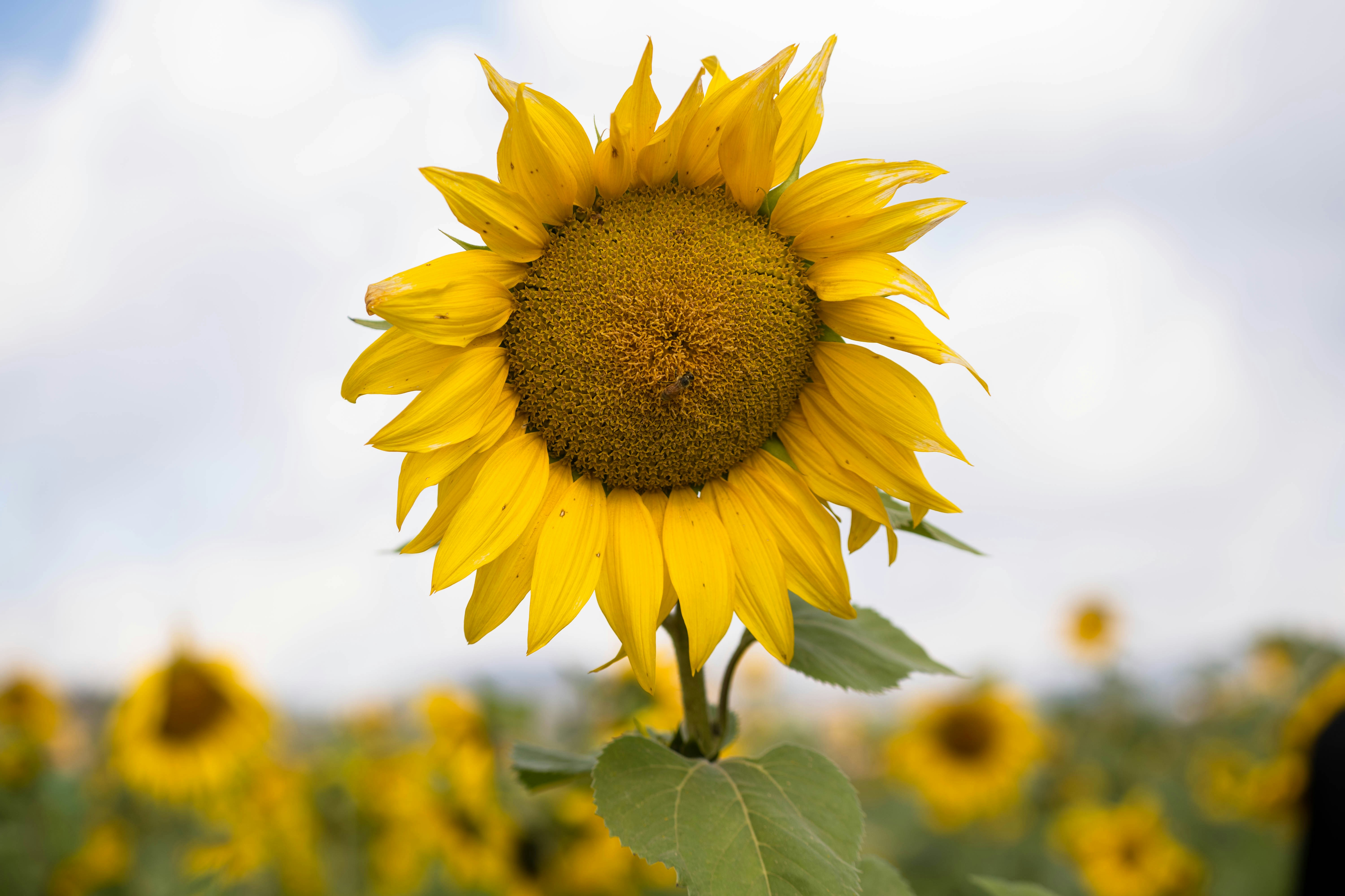 Photo by mrthetkhine