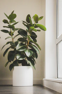 Bright indoor plants placed near large windows filling a room with natural light.