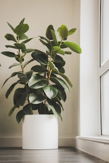 A large indoor plant with broad, glossy green leaves sits in a white pot. The plant is placed on a wooden floor next to a large window, allowing natural light to illuminate the room.