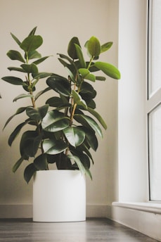 A large indoor plant with broad, glossy green leaves sits in a white pot. The plant is placed on a wooden floor next to a large window, allowing natural light to illuminate the room.