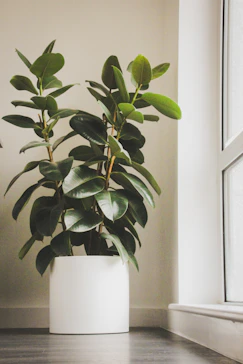 a potted plant sitting on top of a wooden floor