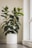 A large indoor plant with broad, glossy green leaves sits in a white pot. The plant is placed on a wooden floor next to a large window, allowing natural light to illuminate the room.