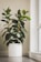 A large indoor plant with broad, glossy green leaves sits in a white pot. The plant is placed on a wooden floor next to a large window, allowing natural light to illuminate the room.
