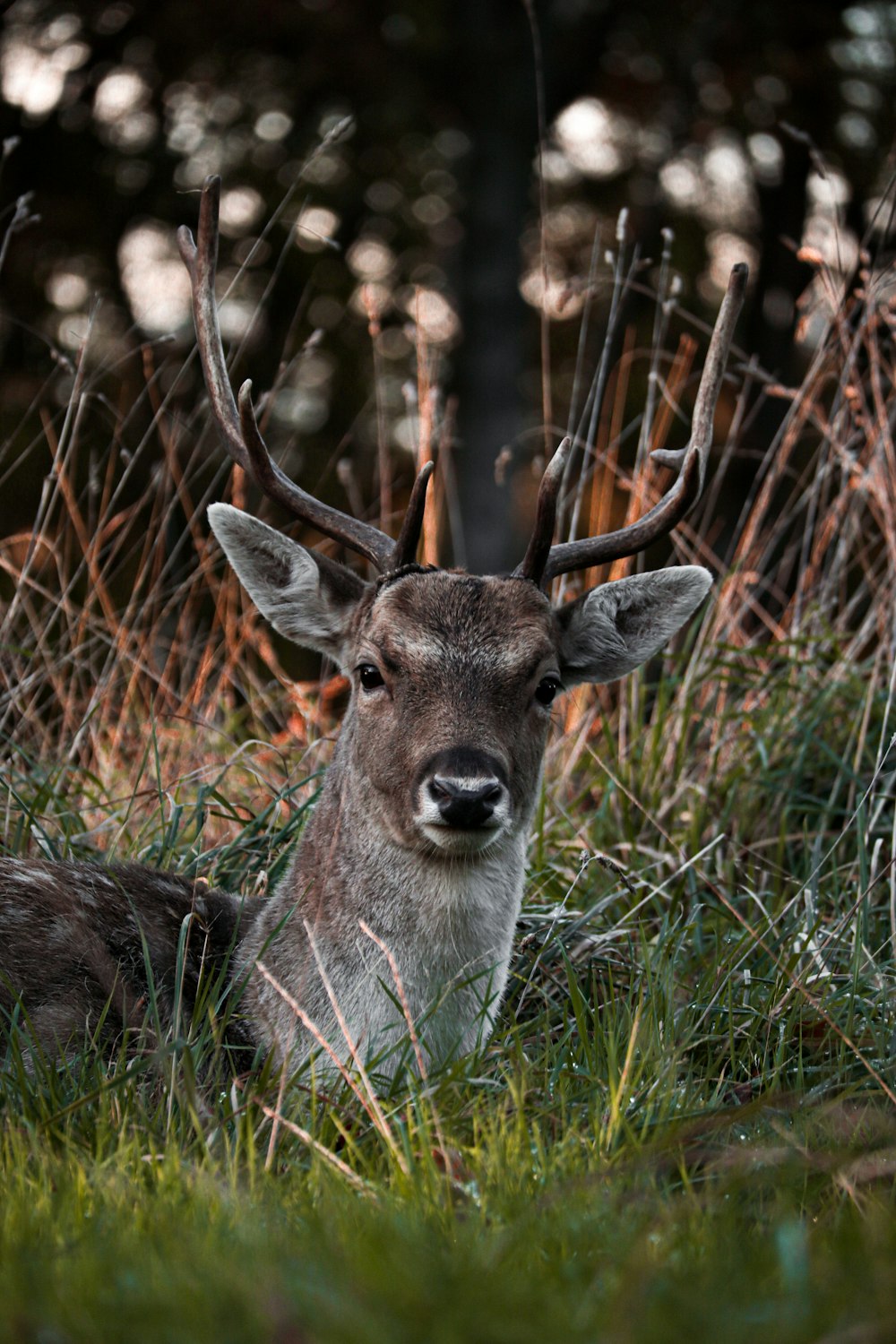 a deer laying down in a field of tall grass