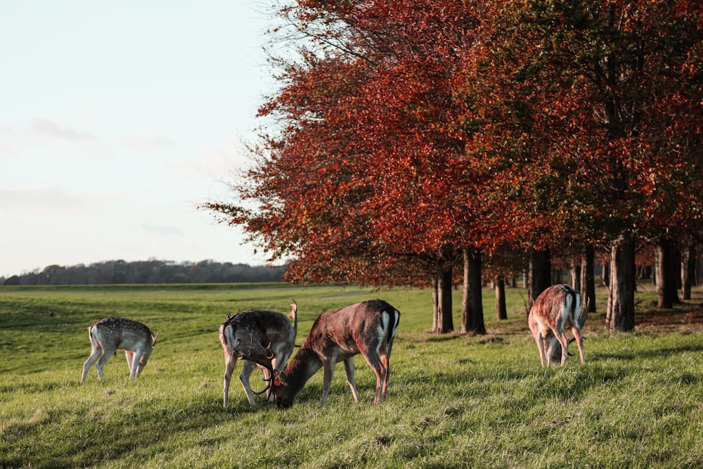 a herd of deer grazing on a lush green field