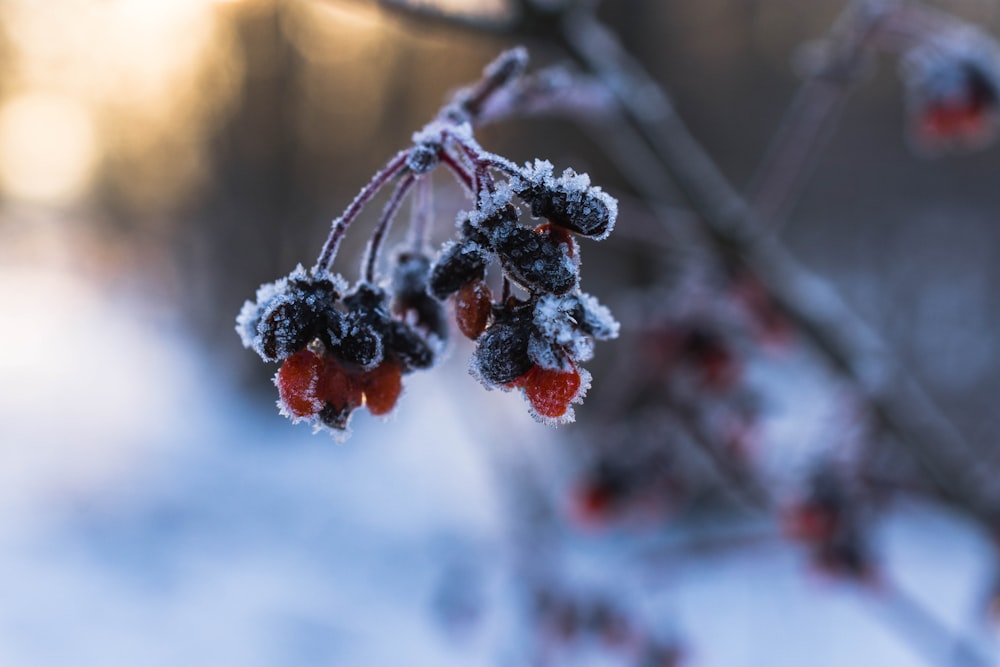 a bunch of berries that are on a tree