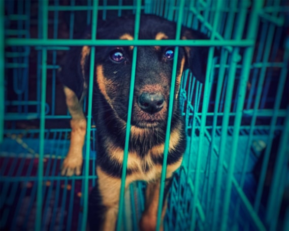 A black and tan puppy is inside a blue metal cage, looking through the bars with a curious and slightly sad expression.