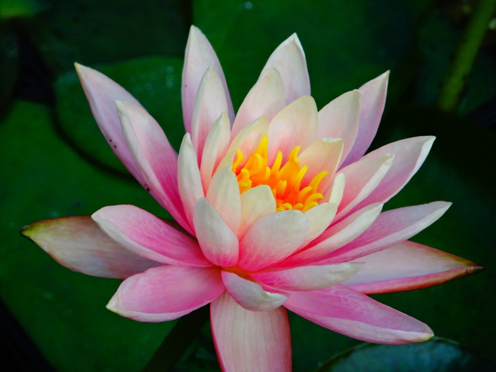 a pink and white water lily in a pond