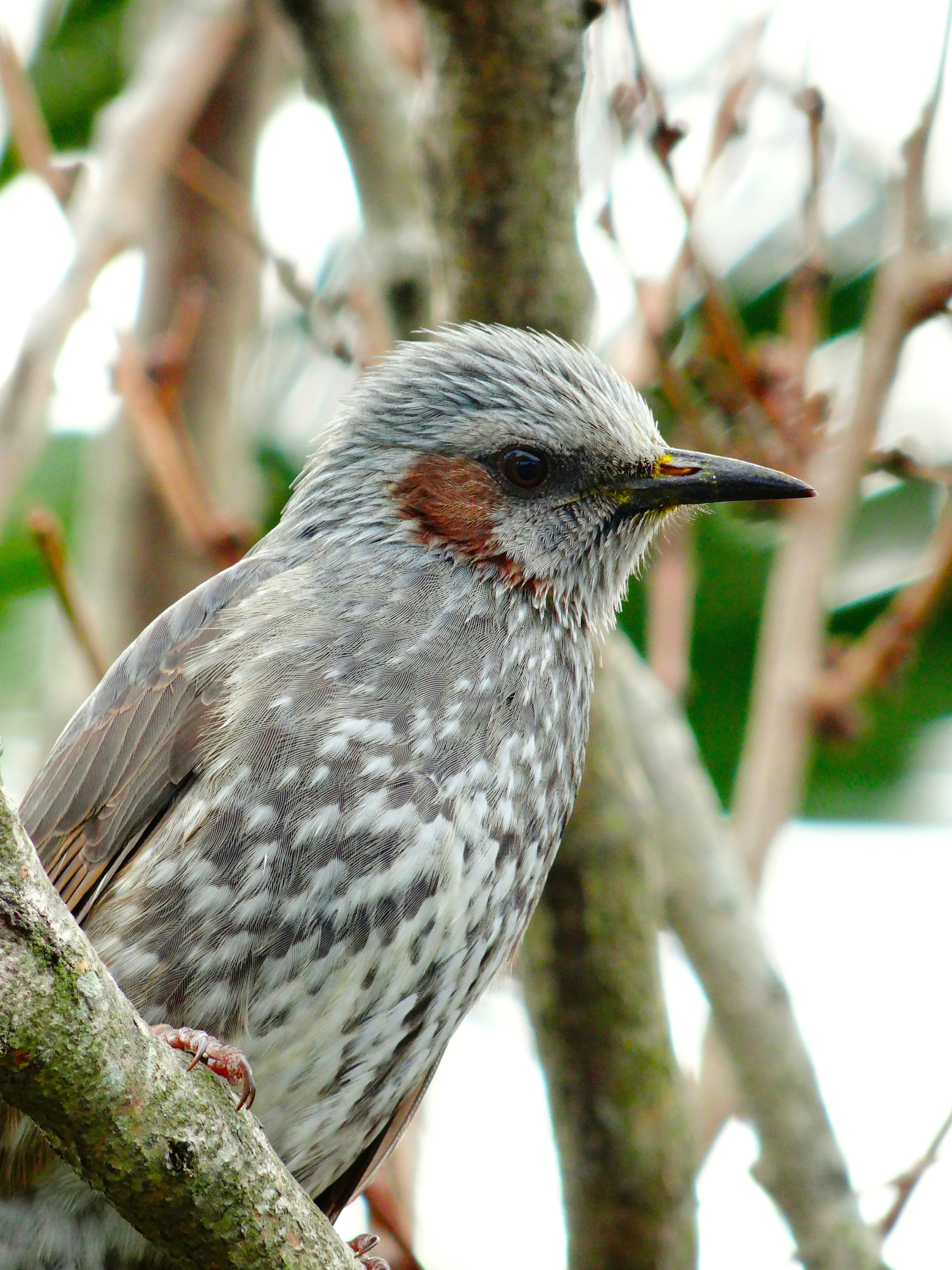 a bird is perched on a tree branch