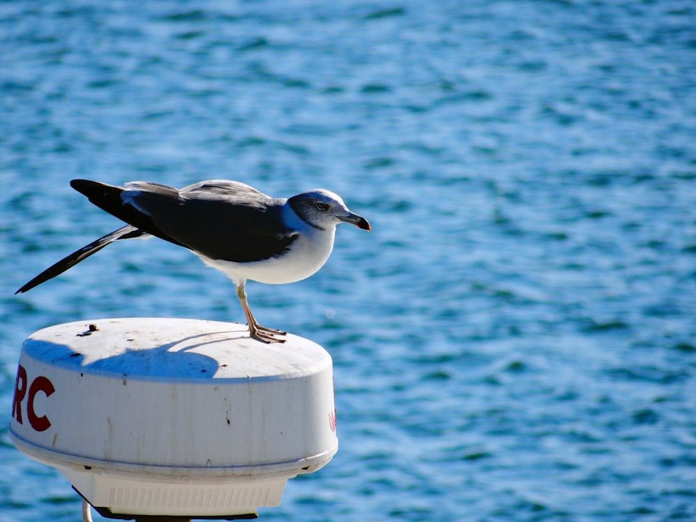 a seagull sitting on top of a light pole