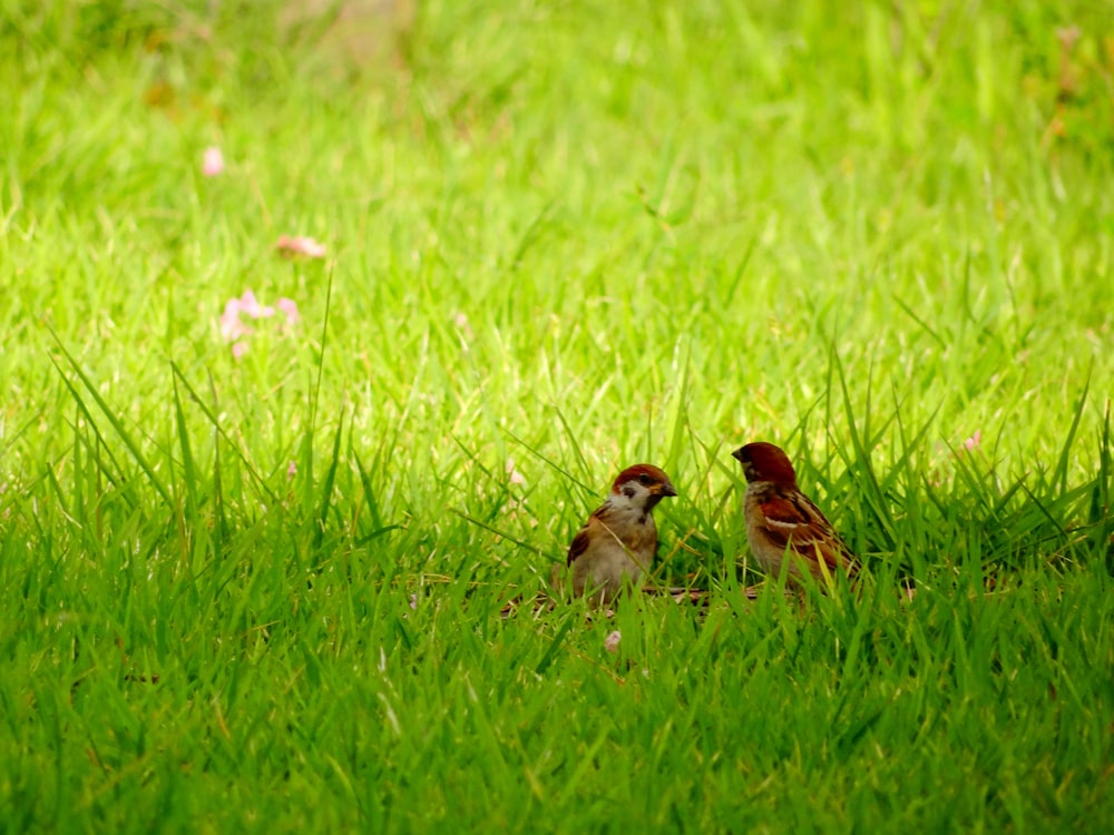 two small birds are sitting in the grass