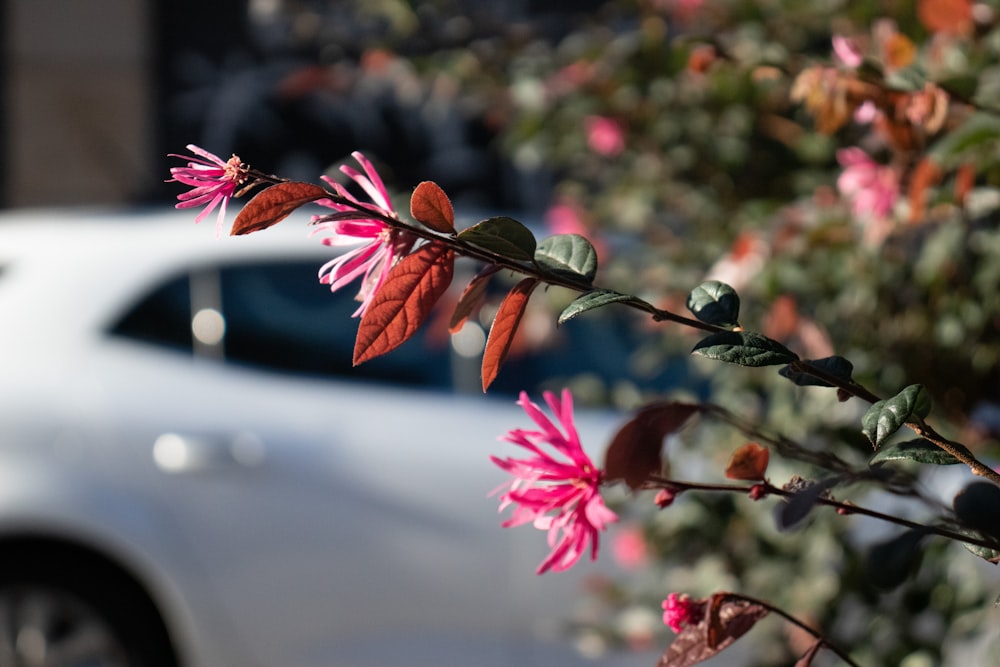 a white car parked next to a bush with pink flowers