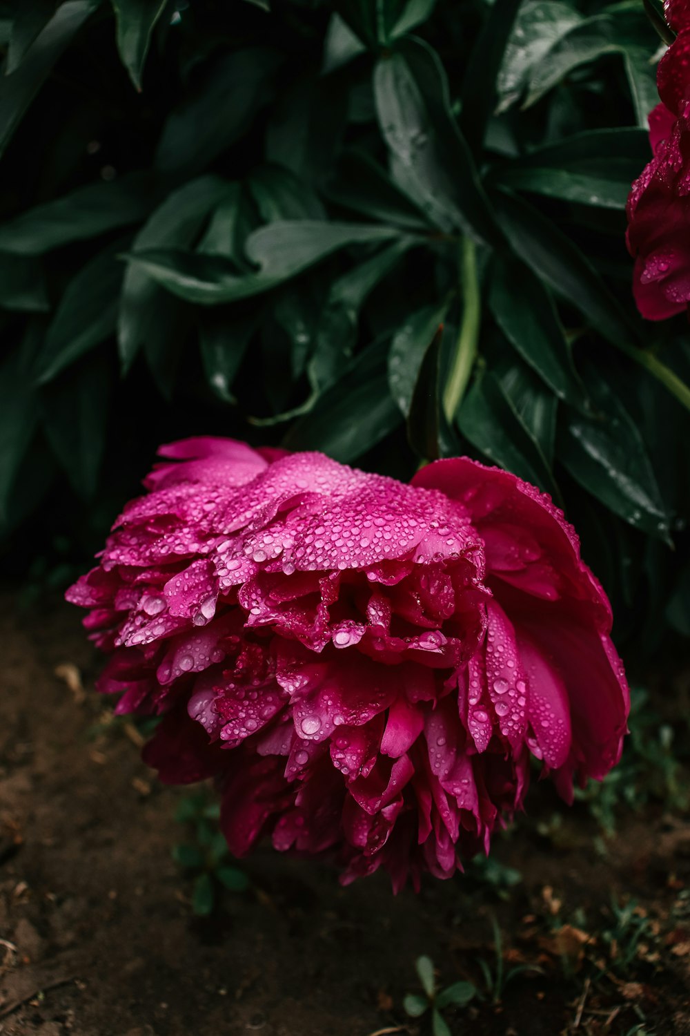 a pink flower with water droplets on it