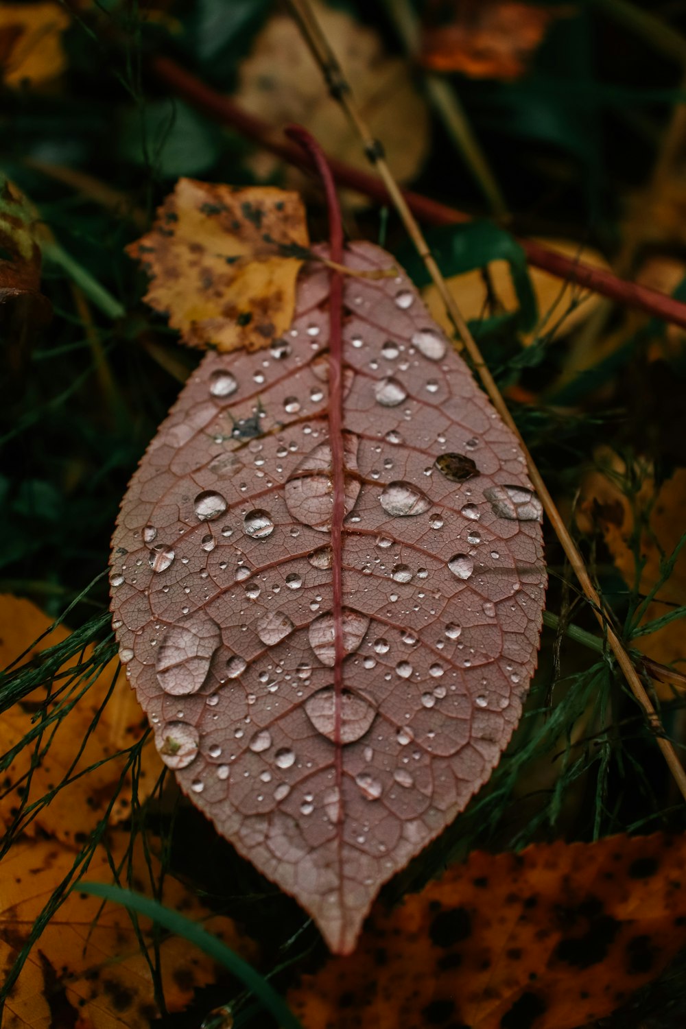 a leaf with water droplets on it laying on the ground