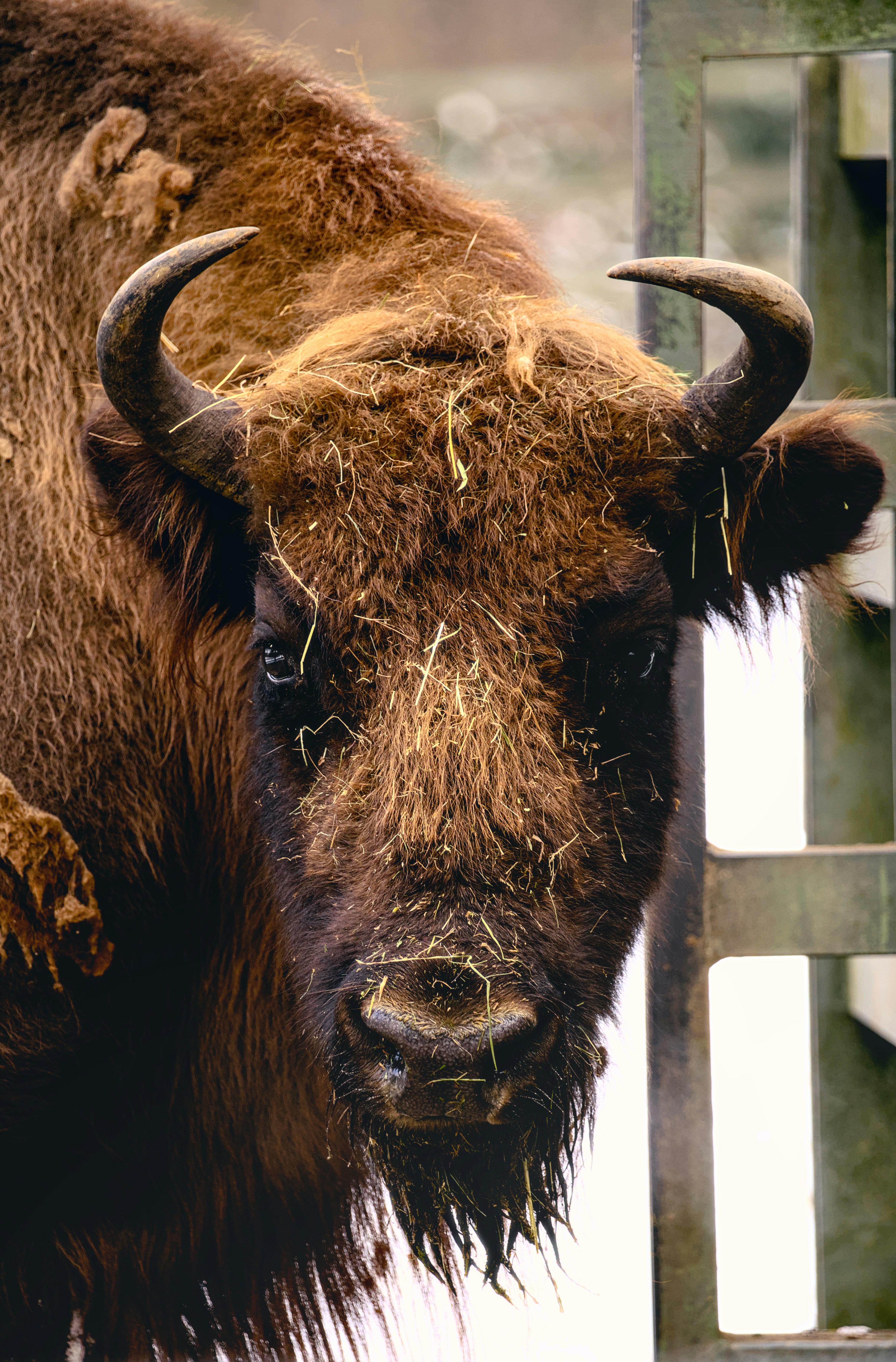A bull representing the Taurus zodiac sign.