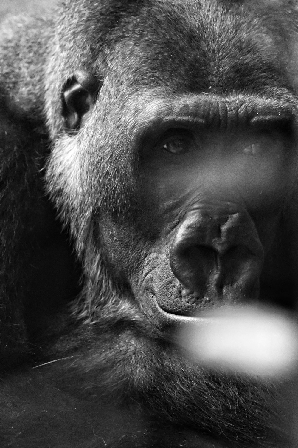 Una foto en blanco y negro de un mono