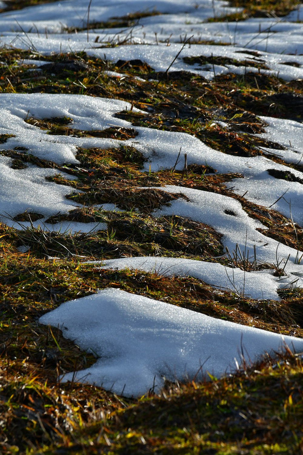 a bird standing on top of a snow covered field