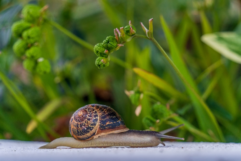 a close up of a snail on the ground