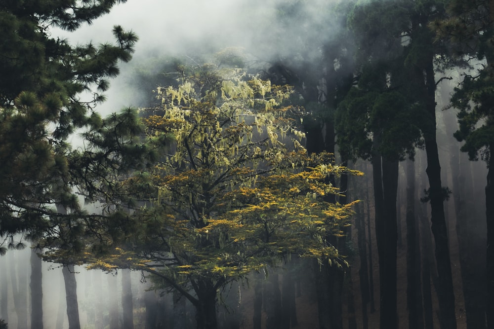 a foggy forest filled with lots of trees