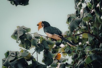 a bird perched on top of a tree branch