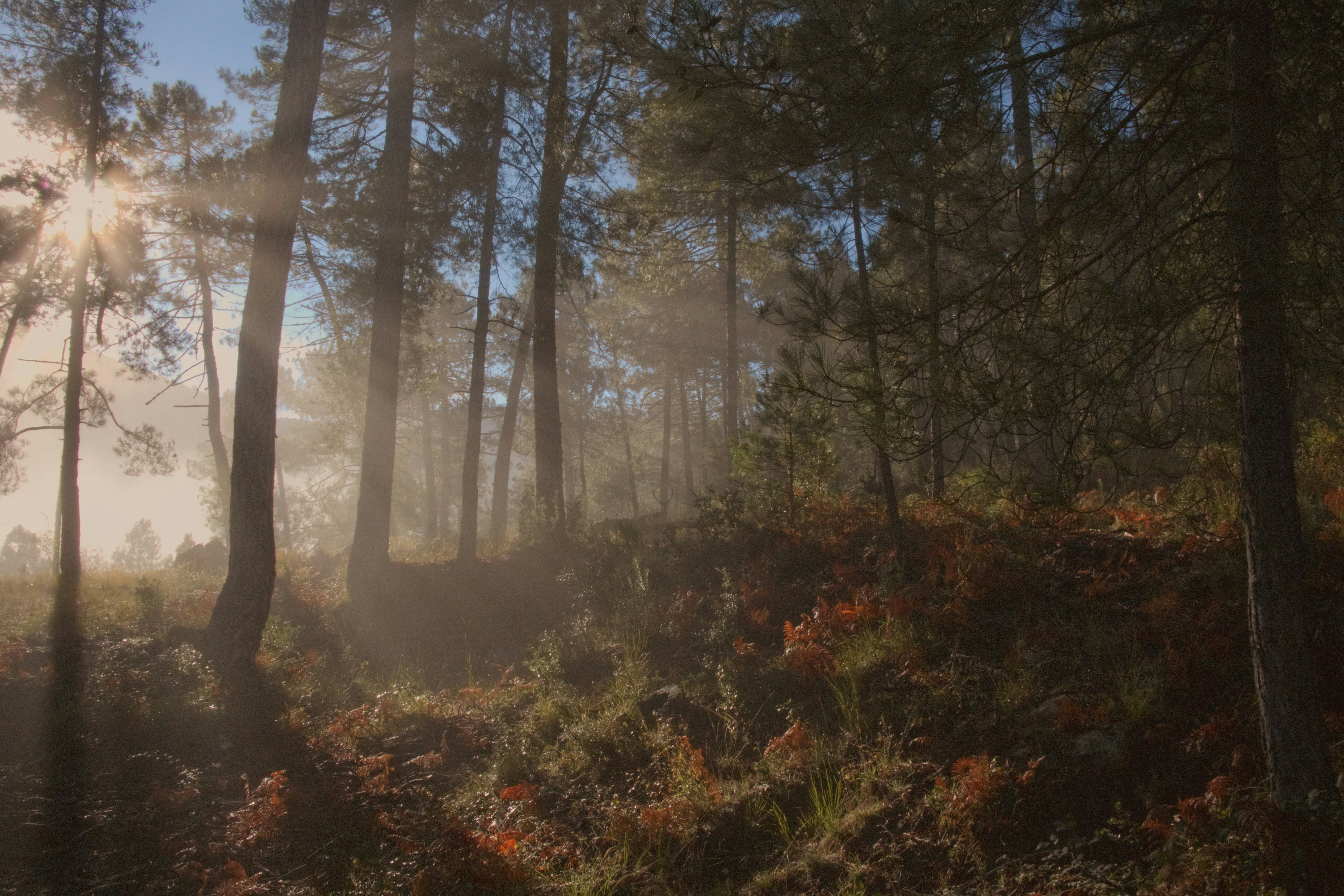 Photo by pedroj_conesa