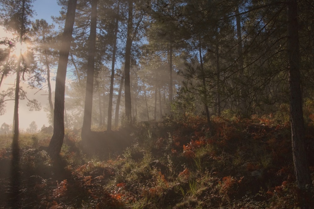 the sun is shining through the trees in the forest