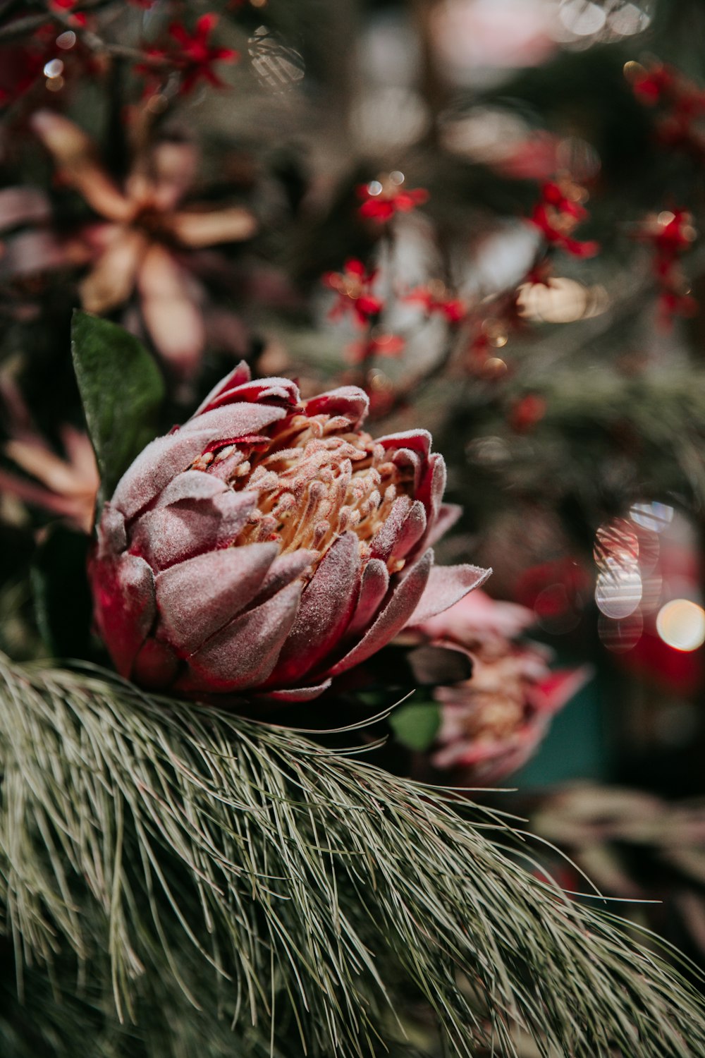 a close up of a flower on a tree