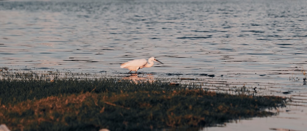 a white bird standing on top of a body of water