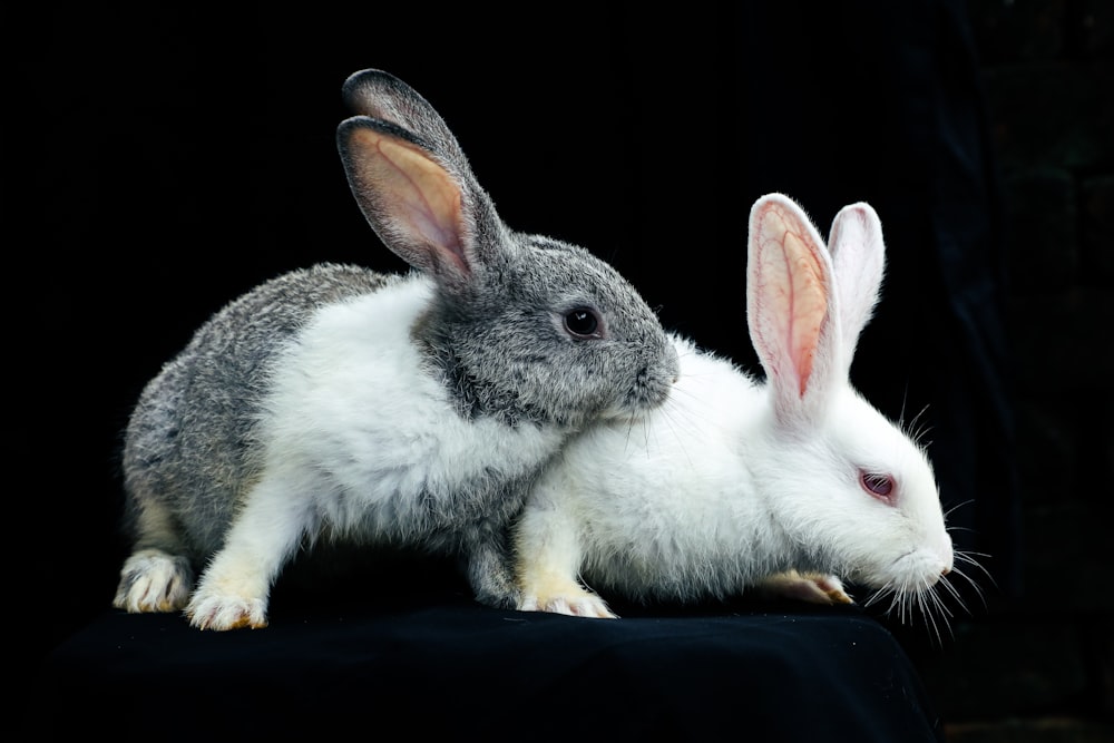 a couple of rabbits sitting next to each other