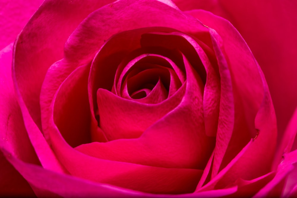 a close up view of a pink rose